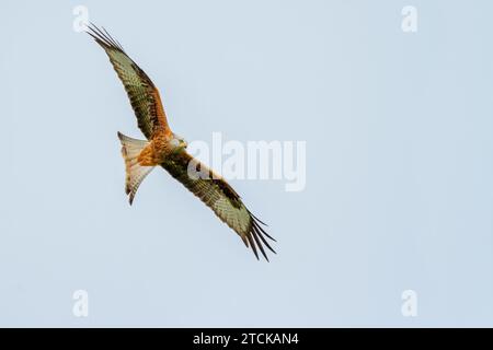 Red Kite in un luogo nel Galles, dove un gran numero di Red Kite viene nutrito ogni giorno. Foto Stock