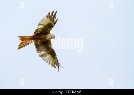 Red Kite in un luogo nel Galles, dove un gran numero di Red Kite viene nutrito ogni giorno. Foto Stock