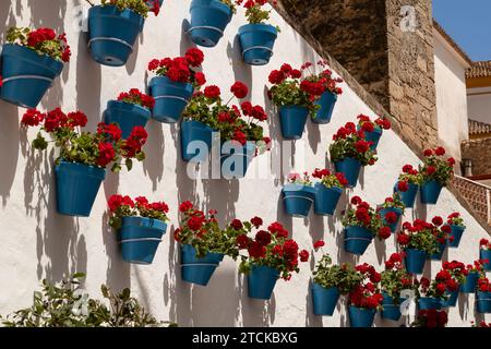 Gerani in fiore in pentole blu su un muro luminoso nella città vecchia di Marbella, Costa del Sol, Spagna. Foto Stock