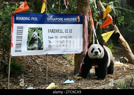 Singapore. 13 dicembre 2023. Questa foto scattata il 13 dicembre 2023 mostra le le al River Wonders Park di Singapore. Le le, un cucciolo di panda gigante di due anni, ha fatto la sua ultima apparizione pubblica mercoledì prima di entrare in quarantena e prepararsi per il suo volo per la Cina il 16 gennaio l'anno prossimo. Circa 1.000 ospiti sono venuti al Pavilion Capital Giant Panda Forest mostra del River Wonders Park, un rinomato zoo di Singapore, per salutare le le, il primo panda nato a Singapore, secondo il Mandai Wildlife Group. Crediti: Poi Chih Wey/Xinhua/Alamy Live News Foto Stock