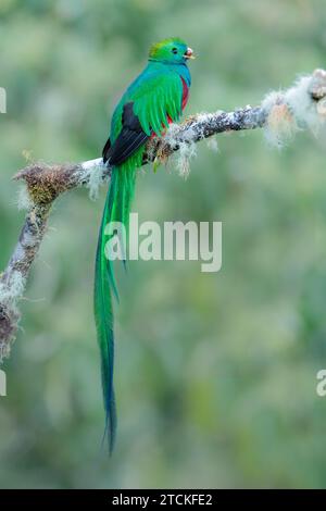 Un bellissimo quetzal risplendente arroccato su un albero in Costa Rica Foto Stock