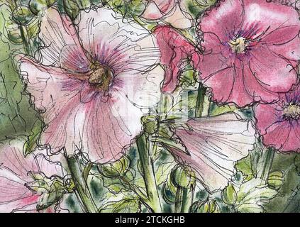 Illustrazione a colori dei fiori rosa di hollyhock. Foto Stock