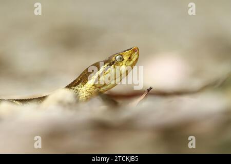 L'erciopelo (Bothrops asper) è una specie di vipera fossa che si trova a quote da basse a moderate nel nord-est del Messico e nell'America centrale, e nel sud A Foto Stock