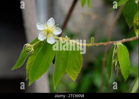 Muntingia calabura foglie, fiori e frutti Foto Stock