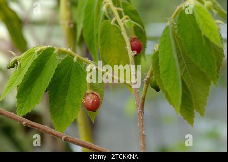 Muntingia calabura foglie, fiori e frutti Foto Stock