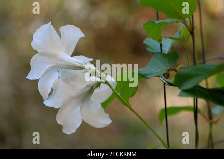 Mandevilla laxa fiori e foglie Foto Stock