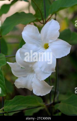 Mandevilla laxa fiori e foglie Foto Stock