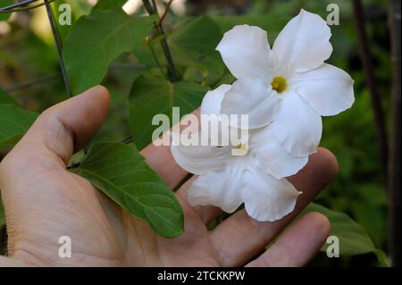 Mandevilla laxa fiori e foglie Foto Stock