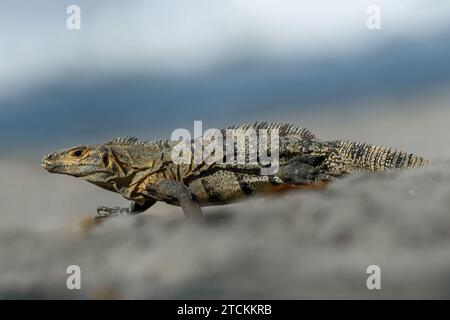 Iguana Nera (Ctenosaura similis) sulla spiaggia, Costa Rica Foto Stock