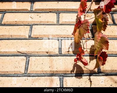 foglie rosse di vite d'uva sullo sfondo del muro di mattoni della casa del villaggio da vicino nelle soleggiate giornate autunnali Foto Stock