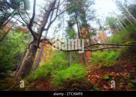 Grande albero con lunghi rami nel mezzo di una magica foresta autunnale. Splendido paesaggio con alberi da favola in una foresta nebbiosa. Natura. Foto Stock