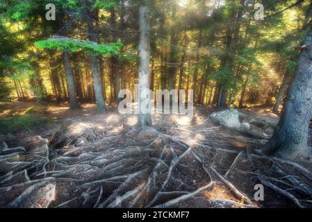Magica foresta autunnale in montagna in una mattinata di sole. Splendido paesaggio naturale con alti alberi di conifere, un sentiero e lunghe radici che si stagliano Foto Stock