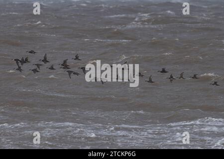 Gregge di avvistatori comuni (Melanitta nigra) volando sul mare Norfolk novembre 2023 Foto Stock