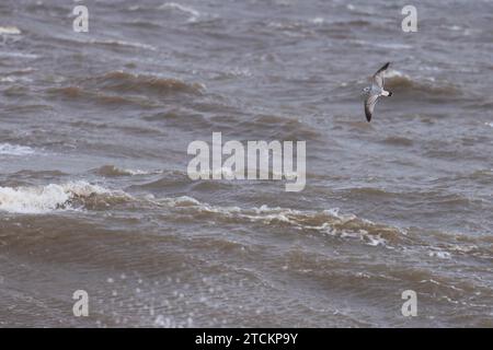 Common Gull (Larus canus) primo volo invernale sul mare Norfolk novembre 2023 Foto Stock