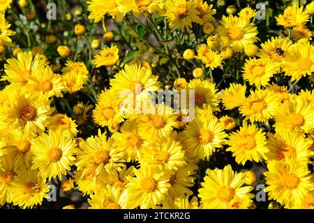 Sfondo luminoso di crisantemi fioriti nel letto di fiori. Vista dall'alto. Foto Stock