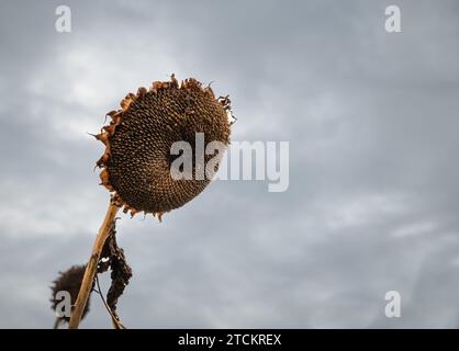 Una testa di girasole morta contro un cielo nuvoloso Foto Stock