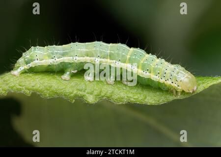 Falena a secco caterpillar (Cosmia trapezina) strisciante su foglia. Tipperary, Irlanda Foto Stock