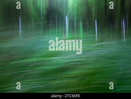 Percorso boschivo atmosferico, strutture astratte, effetto di pulizia, esposizione delle lampadine Foto Stock