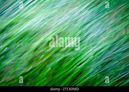 Foglie di erba, sfondo astratto, effetto di pulizia, esposizione della lampadina Foto Stock