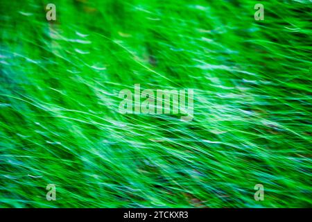 Foglie di erba, sfondo astratto, effetto di pulizia, esposizione della lampadina Foto Stock
