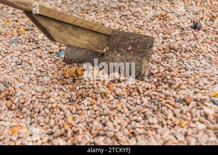 Primo piano di un bastoncino per mescolare i chicchi di cacao durante l'essiccazione, produzione di cioccolato Foto Stock