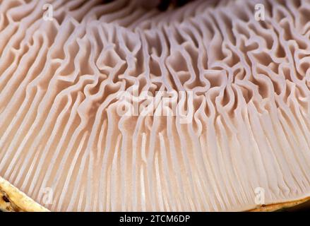 Supermacro di branchie nella parte inferiore della coppa (Hymenophore) di un fungo di pollo fritto (Lyophyllum decastes), Vallese, Svizzera Foto Stock
