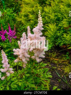 Salmone rosa pallido soffice infiorescenza di Astilbe chinesis varietà Vision Inferno in giardino estivo su sfondo sfocato, primo piano. Conosciuto anche come falce Foto Stock