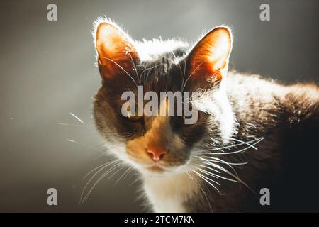 Gatto grigio e bianco che fissa la fotocamera e lo sfondo nero Foto Stock