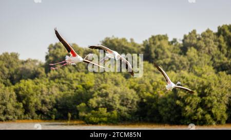 Tre fenicotteri maggiori (Phoenicopterus roseus) sorvolano la foresta di mangrovie nel Ras al Khor Wildlife Sanctuary a Dubai, Emirati Arabi Uniti. Foto Stock