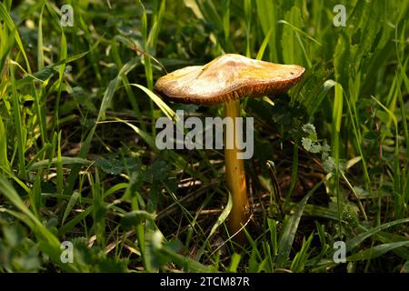 fungo coltivato in natura Foto Stock