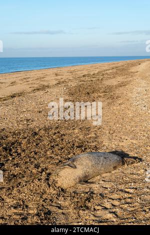 Corpo di una foca comune morta, Phoca vitulina, lavata sulla riva del Wash a Snettisham, Norfolk. Foto Stock