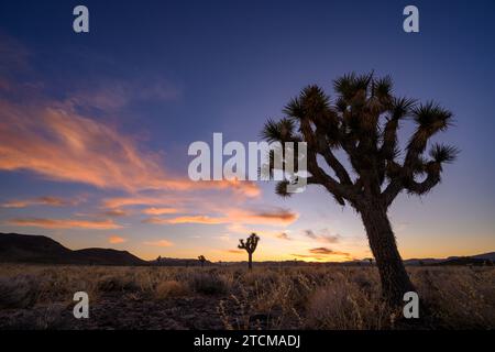 Joshua Trees al tramonto nel Death Valley National Park, California. Foto Stock