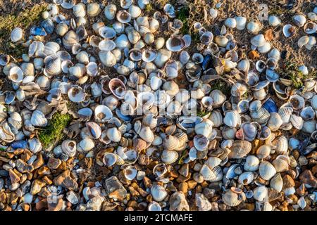 Conchiglie vuote, edule di Cerastoderma, lavate sulla marea della spiaggia di Snettisham sul Wash nel Norfolk. Foto Stock