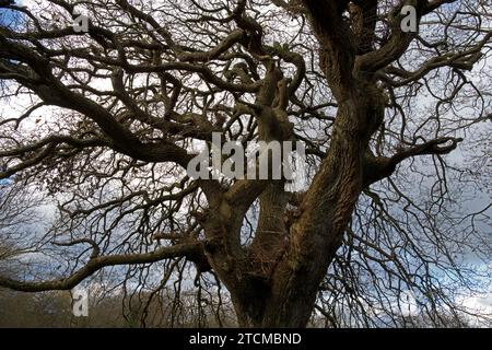 Questa strana quercia contorta si trova nel Galles del Nord vicino al villaggio di Tregarth. La zona si trova ai piedi della Snowdonia. Foto Stock