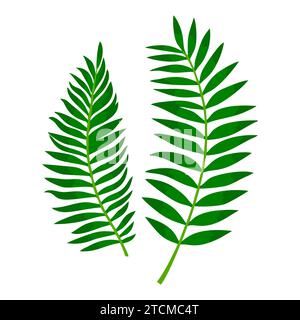 Piante di foglie verdi tropicali. Tropicale esotico disegno della giungla di foglie di palma, natura isolata su bacjground bianco. Illustrazione vettoriale Illustrazione Vettoriale