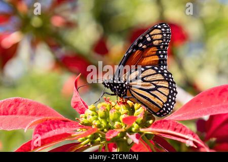 Farfalla monarca appariscente o semplicemente monarca (Danaus plexippus) che succhia nettare da una poinsettia (Euphorbia pulcherrima), altri nomi comuni sono milkwee Foto Stock