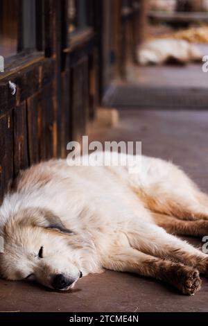 due grandi cani dei pirenei che dormono su un portico di legno Foto Stock