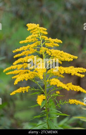 Canada goldenrod, Canadian goldenrod (Solidago canadensis), Schleswig-Holstein, Germania Foto Stock