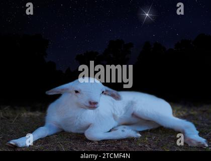 Agnello bianco di pecora adagiato su un campo invernale con la stella del Natale che si innalza in un cielo luminoso che sovrasta la foresta. Foto Stock