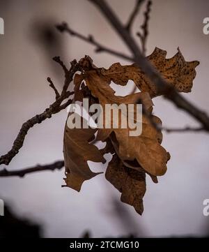 Primo piano di foglie selvatiche su un ramo Foto Stock