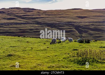 Pecore al pascolo a Yew Cogar, Littondale, Yorkshire Dales, Yorkshire, Inghilterra Foto Stock