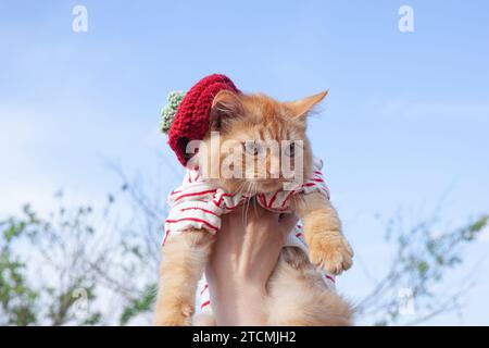 Un incantevole gatto dorato è portato su uno sfondo blu con una camicia rossa Foto Stock