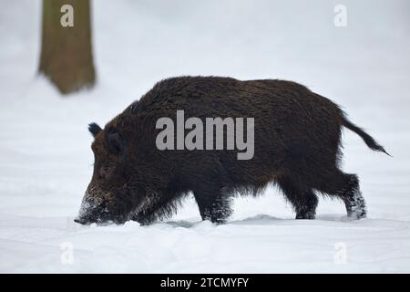 Cinghiale, Sus scrofa, in inverno alla ricerca di cibo in un bosco bavarese Foto Stock