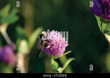 Bombus lucorum bumblebee dalla coda bianca che colleziona nettare su testa di fiori di trifoglio rosso selvatico Trifolium pratense, primo piano orizzontale ampio e dettagliato Foto Stock