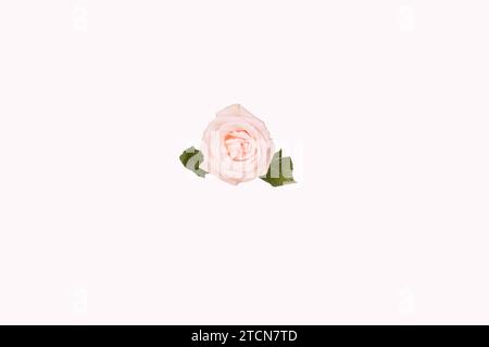 una splendida rosa rosa pallida in fiore isolata su sfondo bianco Foto Stock