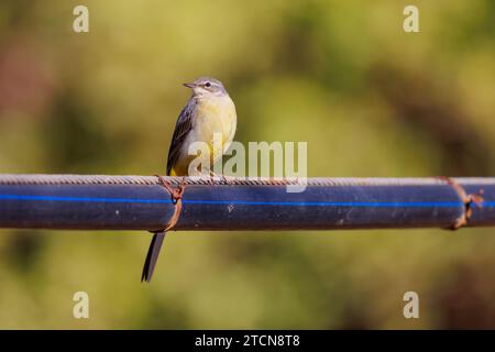 Wagtail grigia appollaiata su un tubo in Marocco Foto Stock