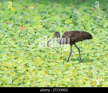 Un Limpkin con uno spuntino di lumaca in una palude Foto Stock