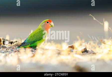 Lovebird dalla testa rossa arroccato sul terreno Foto Stock