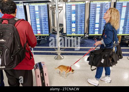 Miami, Florida, Miami International Airport mia, interni interni interni, atrio del terminal, zona cancelli, partenze, guinzaglio per piccoli cani, viaggiatori Foto Stock