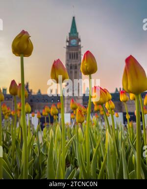 Tulipani sulla Collina del Parlamento con la Peace Tower alle spalle, Ottawa, Ontario, Canada Foto Stock